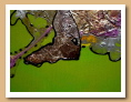 Détails des années 1999 à 2001 - ARDINO'S ART GALLERY 