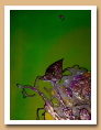 Détails des années 1999 à 2001 - ARDINO'S ART GALLERY 
