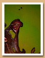 Détails des années 1999 à 2001 - ARDINO'S ART GALLERY 